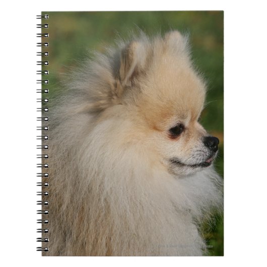 Carnet Headshot 2 de Pomeranian (Devant)