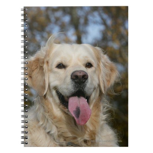 Carnet Headshot 3 de golden retriever (Devant)