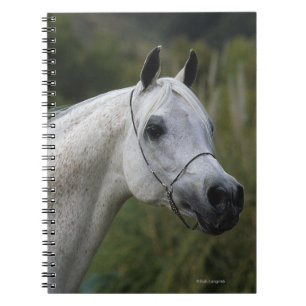 Carnet Headshot arabe 1 de cheval