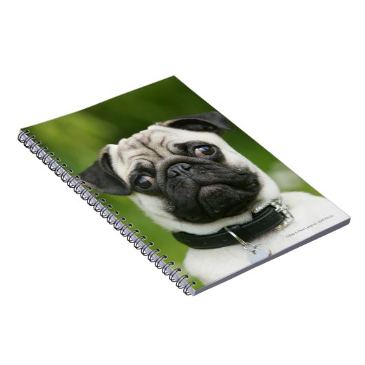 Carnet Headshot de carlin (Côté Droit)