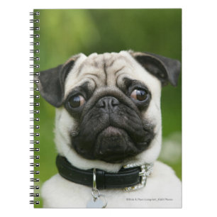 Carnet Headshot de carlin