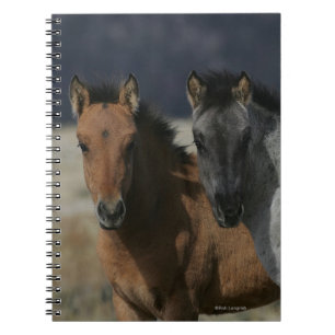 Carnet Headshot de poulain de mustang