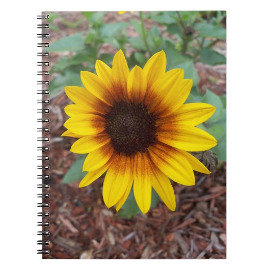 Carnet Helianthus Annuus sur un (Devant)