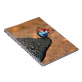 Carnet Helmeted Guinea Fowl (Numida meleagris). Afrique, (Côté Droit)