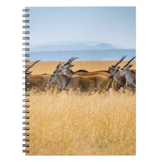 CARNET HERBE D'ANTÉLOPES SUR LE CHAMP GRASS (Devant)