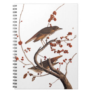 Carnet Hermite Grive Audubon Oiseau aux baies rouges
