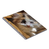 Carnet Heterochromie Calico Kitten (Côté Droit)