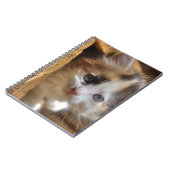 Carnet Heterochromie Calico Kitten (Côté gauche)