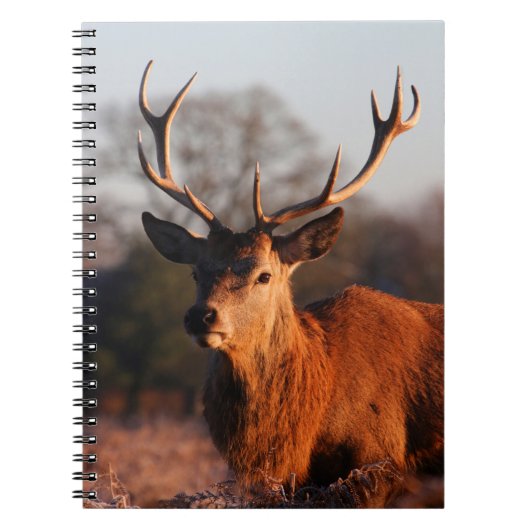 CARNET HI DEER (Devant)