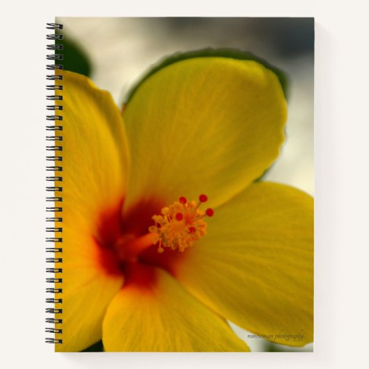 Carnet Hibiscus jaune (Devant)
