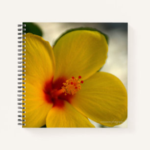 Carnet Hibiscus jaune