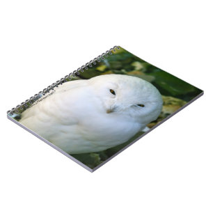 Carnet Hibou des neiges