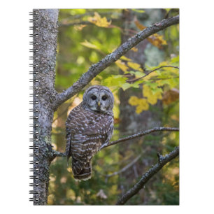Carnet Hibou moyen-duc en automne Comté d'Alger, MI