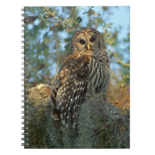 Carnet Hibou moyen-duc perché dans de la mousse d'Espagne