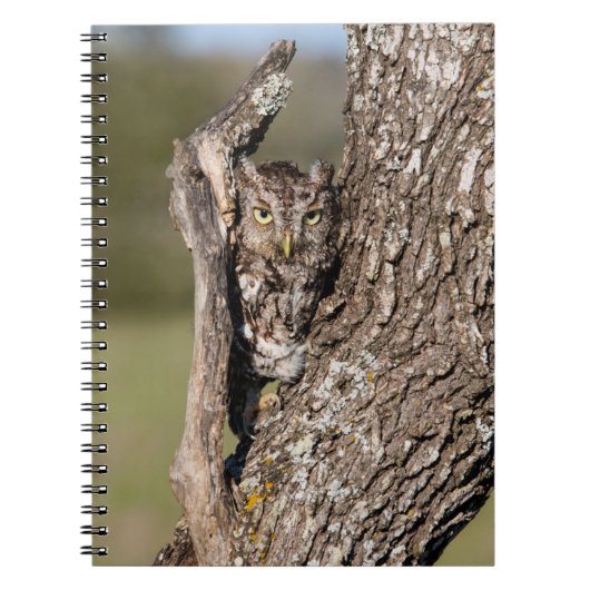 Carnet Hibou petit-duc (Devant)