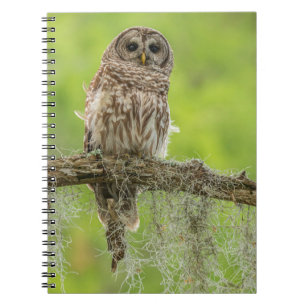 Carnet Hibou rayé sur branche d'arbre
