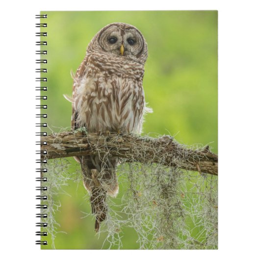 Carnet Hibou rayé sur branche d'arbre (Devant)