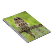 Carnet Hibou rayé sur branche d'arbre (Côté Droit)