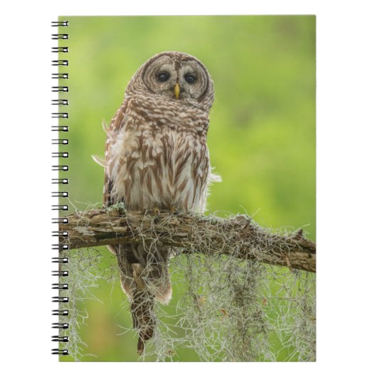 Carnet Hibou rayé sur branche d'arbre (Devant)