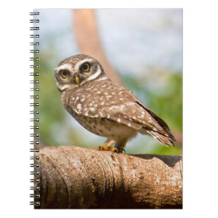 Carnet Hibou repéré sur le vol de matin