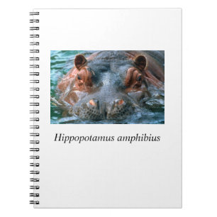 Carnet Hippo#1