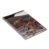 Carnet Hippopotamus, Hippopotamus amphibius, lac (Côté Droit)