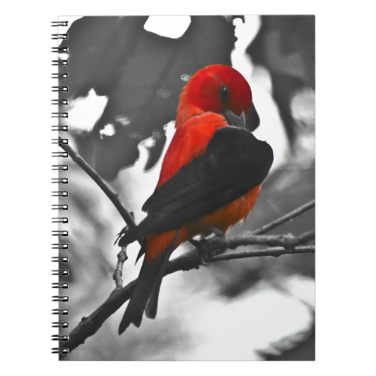 Carnet Homme Scarlet Tanager (Devant)