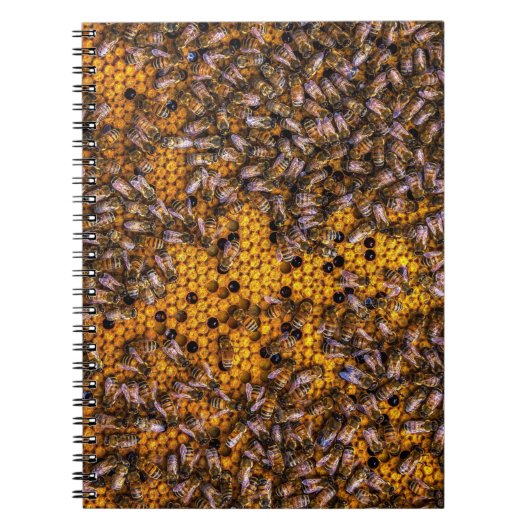 CARNET HONEY BEES (Devant)