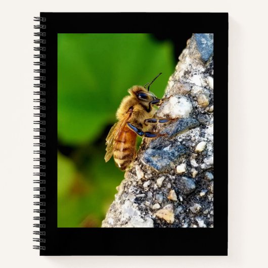 Carnet Honeybee 8,5x11 (Devant)