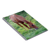 Carnet Hongre d'oseille (Côté Droit)