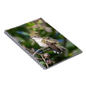 Carnet Hummingbird Sanctuary Professional Photography (Côté Droit)