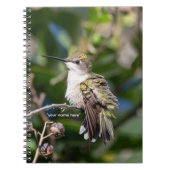 Carnet Hummingbird Sanctuary Professional Photography (Devant)