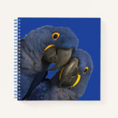 Carnet Hyacinth Macaw (Devant)