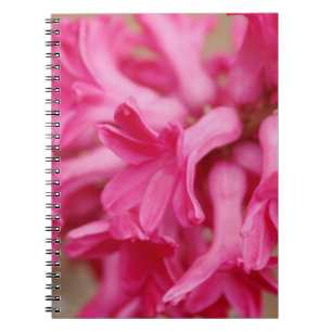 Carnet Hyacinth rose