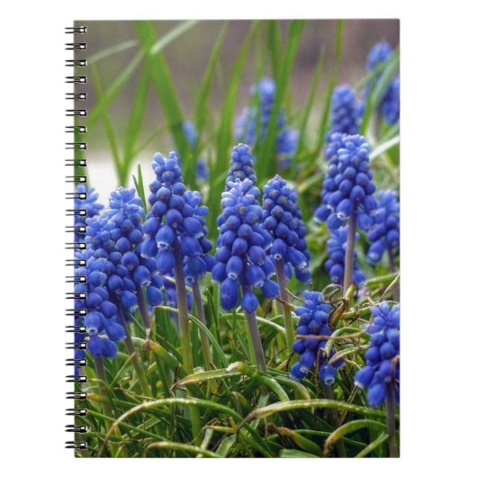 Carnet Hyacinthe de raisin (Devant)
