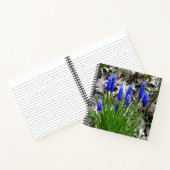 Carnet Hyacinthes de raisins... (Intérieur)