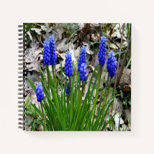 Carnet Hyacinthes de raisins... (Devant)