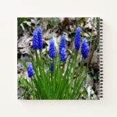 Carnet Hyacinthes de raisins... (Dos)