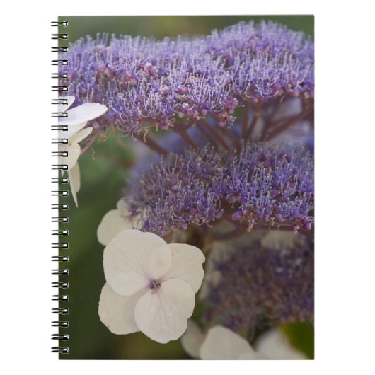 Carnet Hydrangea en fleurs, jardin chinois Dr Sun Yat-Sen (Devant)