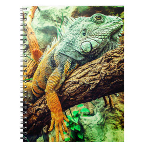 Carnet Iguana