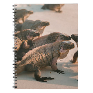 CARNET IGUANA