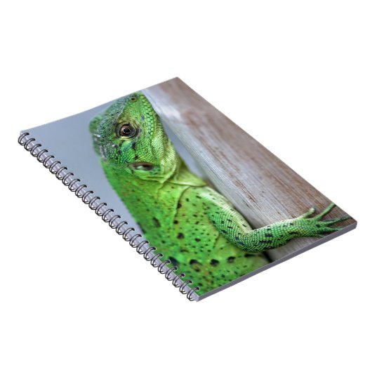 Carnet iguane vert bébé (Côté Droit)