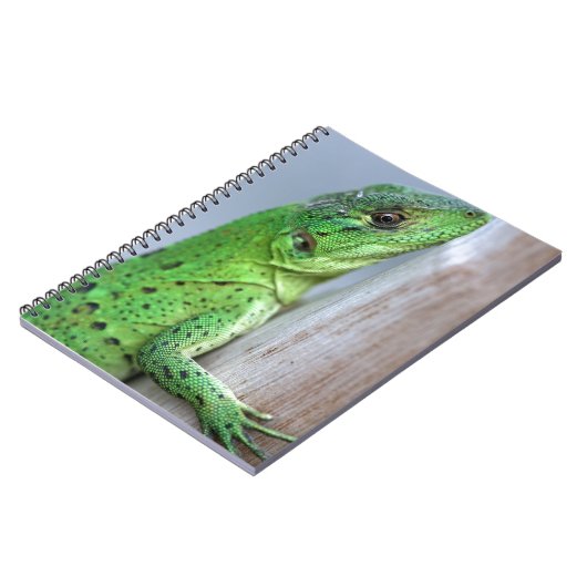 Carnet iguane vert bébé (Côté gauche)