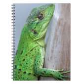 Carnet iguane vert bébé (Devant)