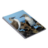 Carnet Îles Galapagos, île Isabela (Côté Droit)