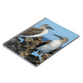 Carnet Îles Galapagos, île Isabela (Côté gauche)