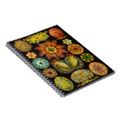 Carnet Illustration 6.5X8.75 de vie marine de Haeckel (Côté Droit)