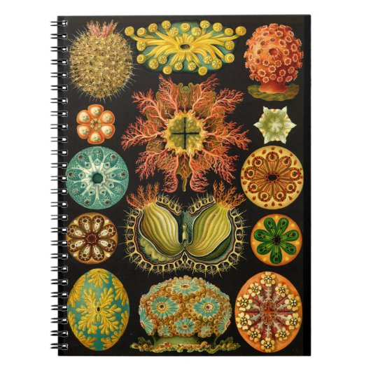 Carnet Illustration 6.5X8.75 de vie marine de Haeckel (Devant)