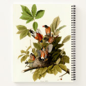 Carnet Illustration Audubon American Robin Wildlife Bird (Dos)