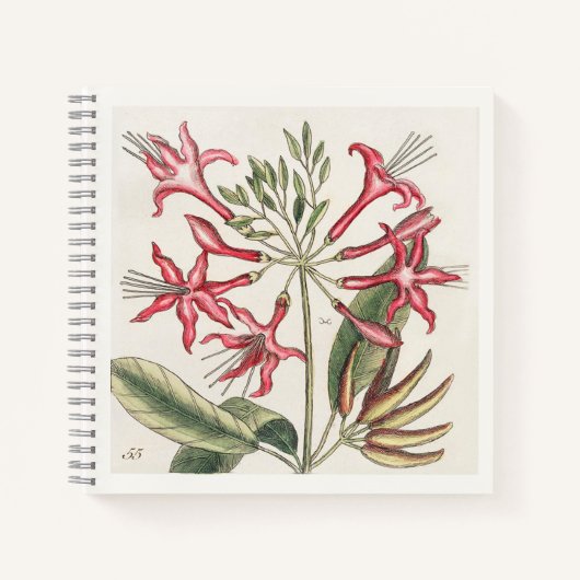 Carnet Illustration botanique rose Art du 18e siècle (Devant)